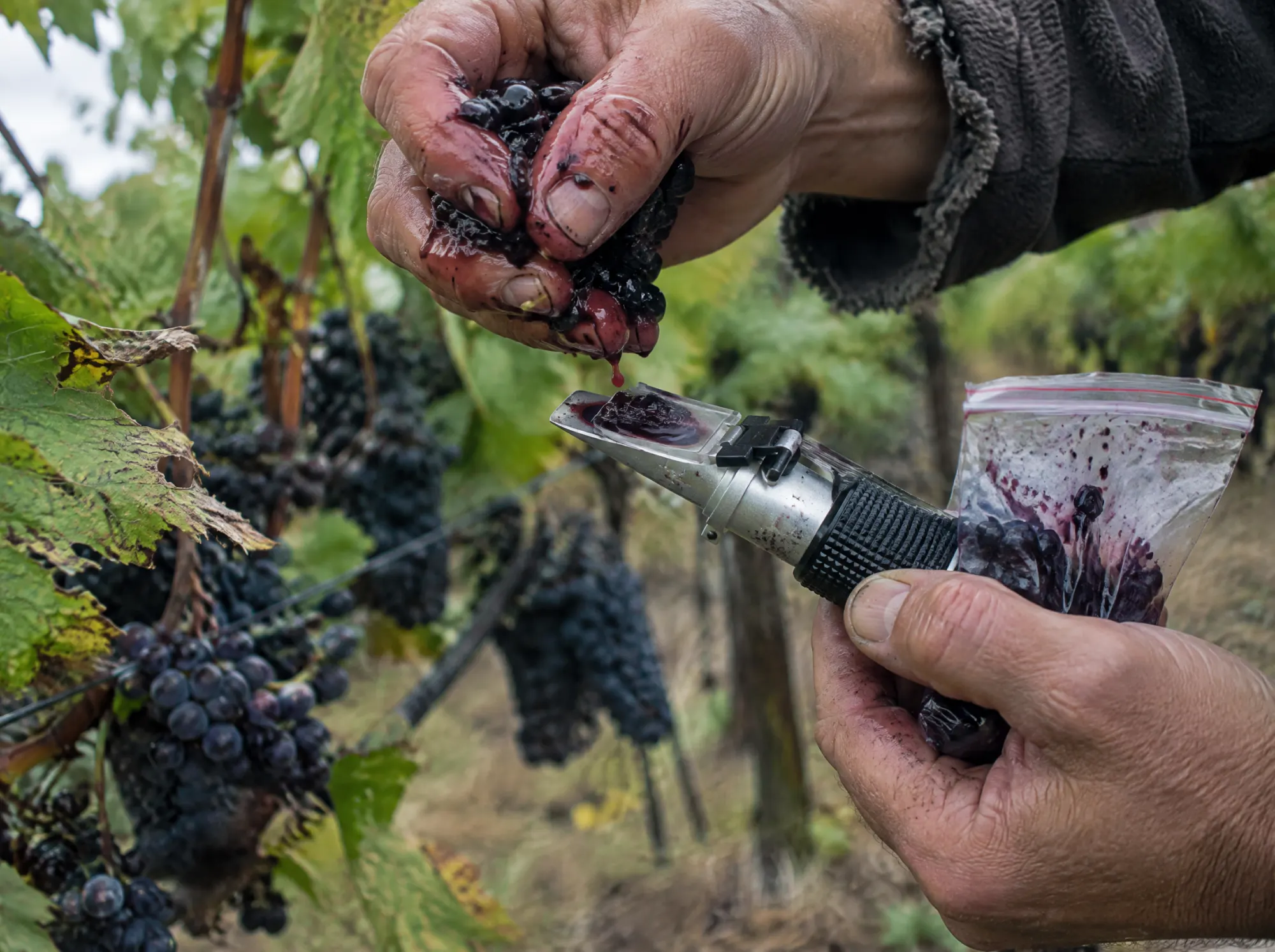 A winemaker checking grape sugar with a refractometer in the rows