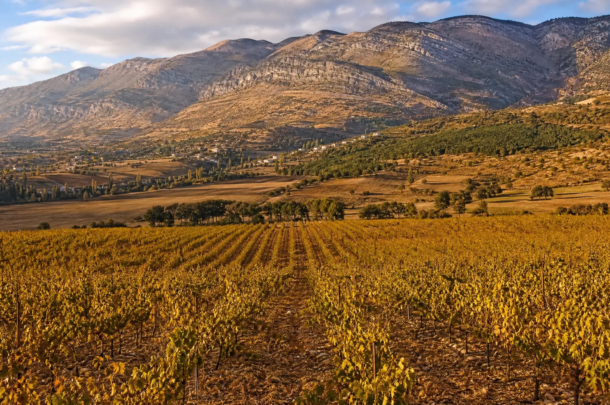 Bekaa Valley Estate, Bekaa Valley