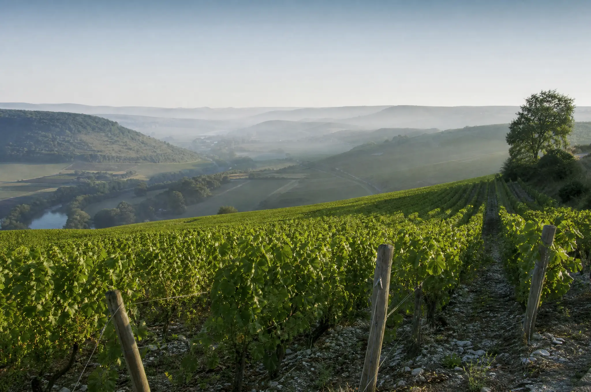 Chablis Estate, Chablis