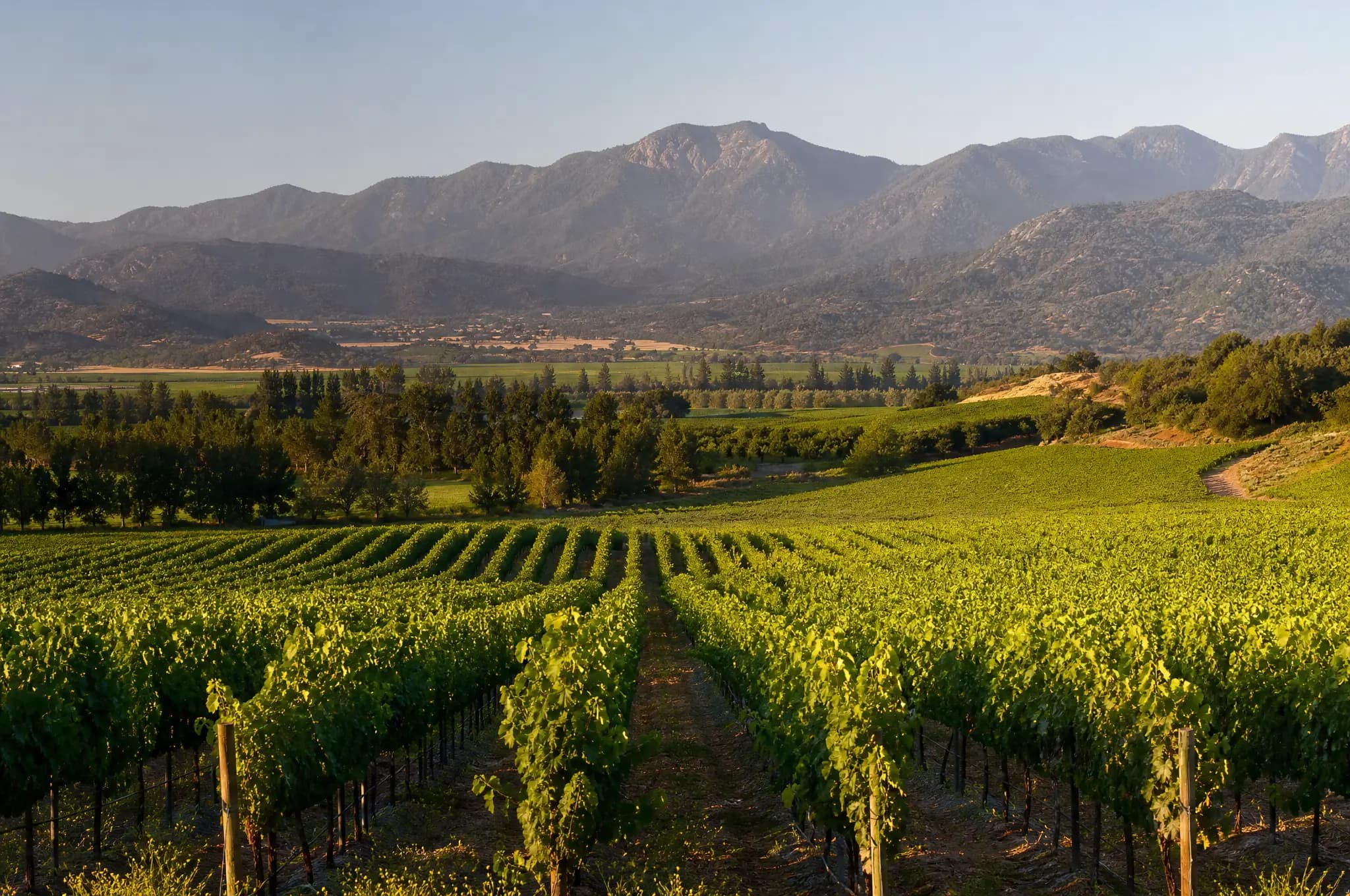 Colchagua Valley Estate