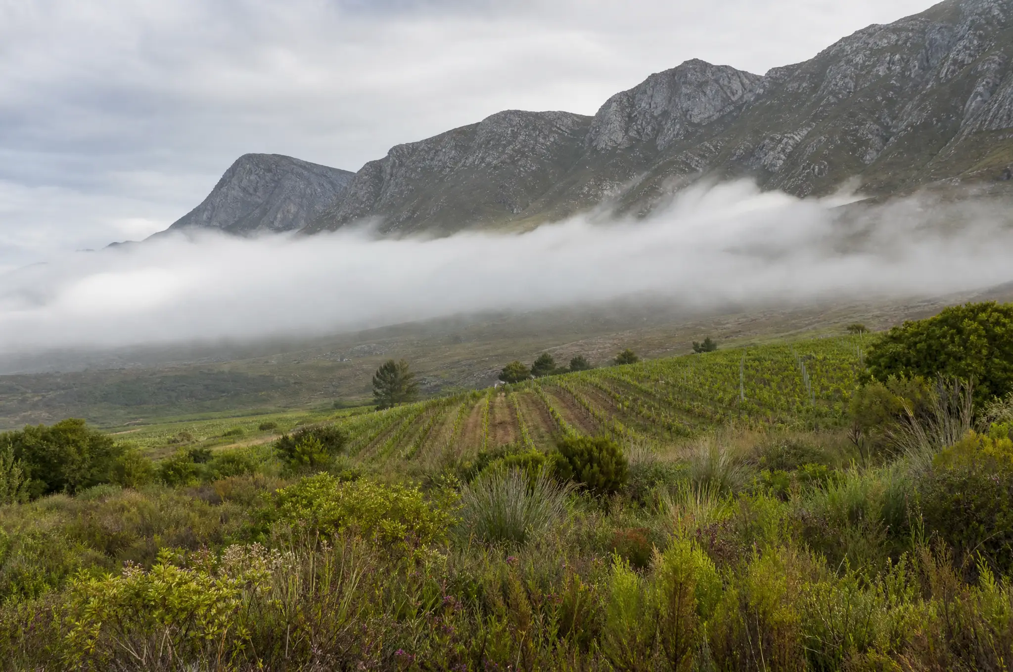 Hemel-en-Aarde Estate
