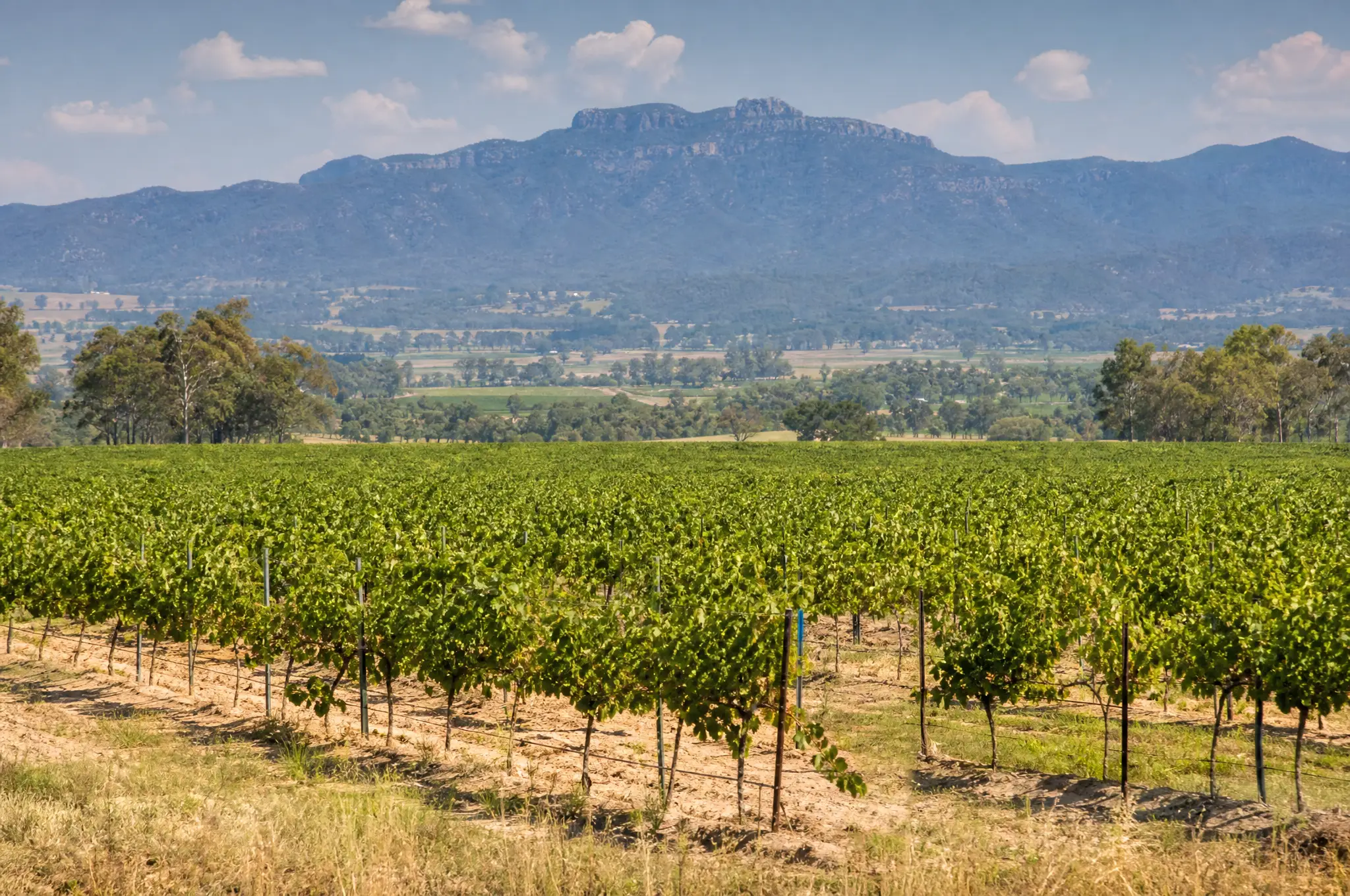 Hunter Valley Estate, Hunter Valley
