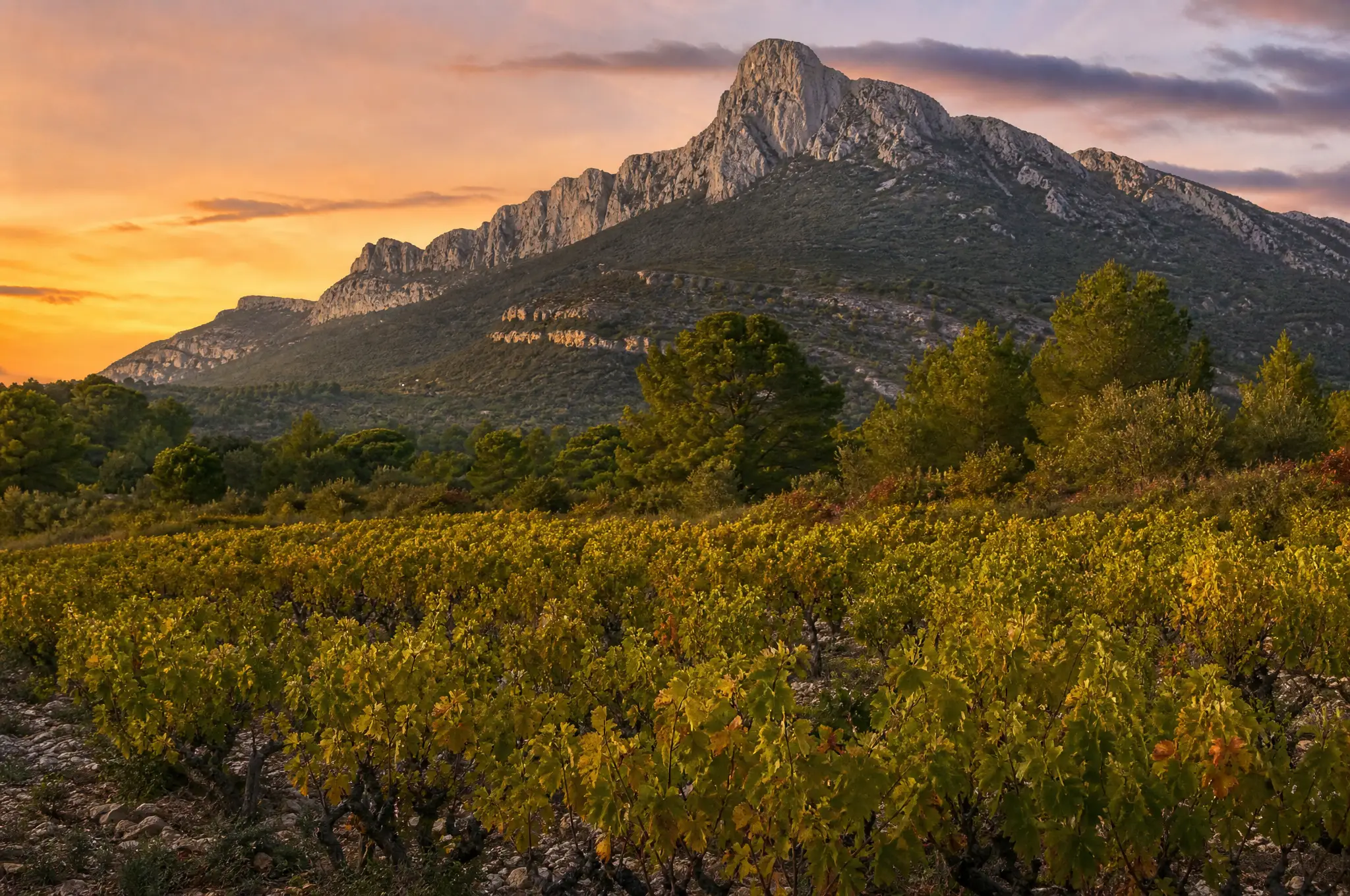 Pic Saint-Loup & Faugères Estate, Pic Saint-Loup & Faugères