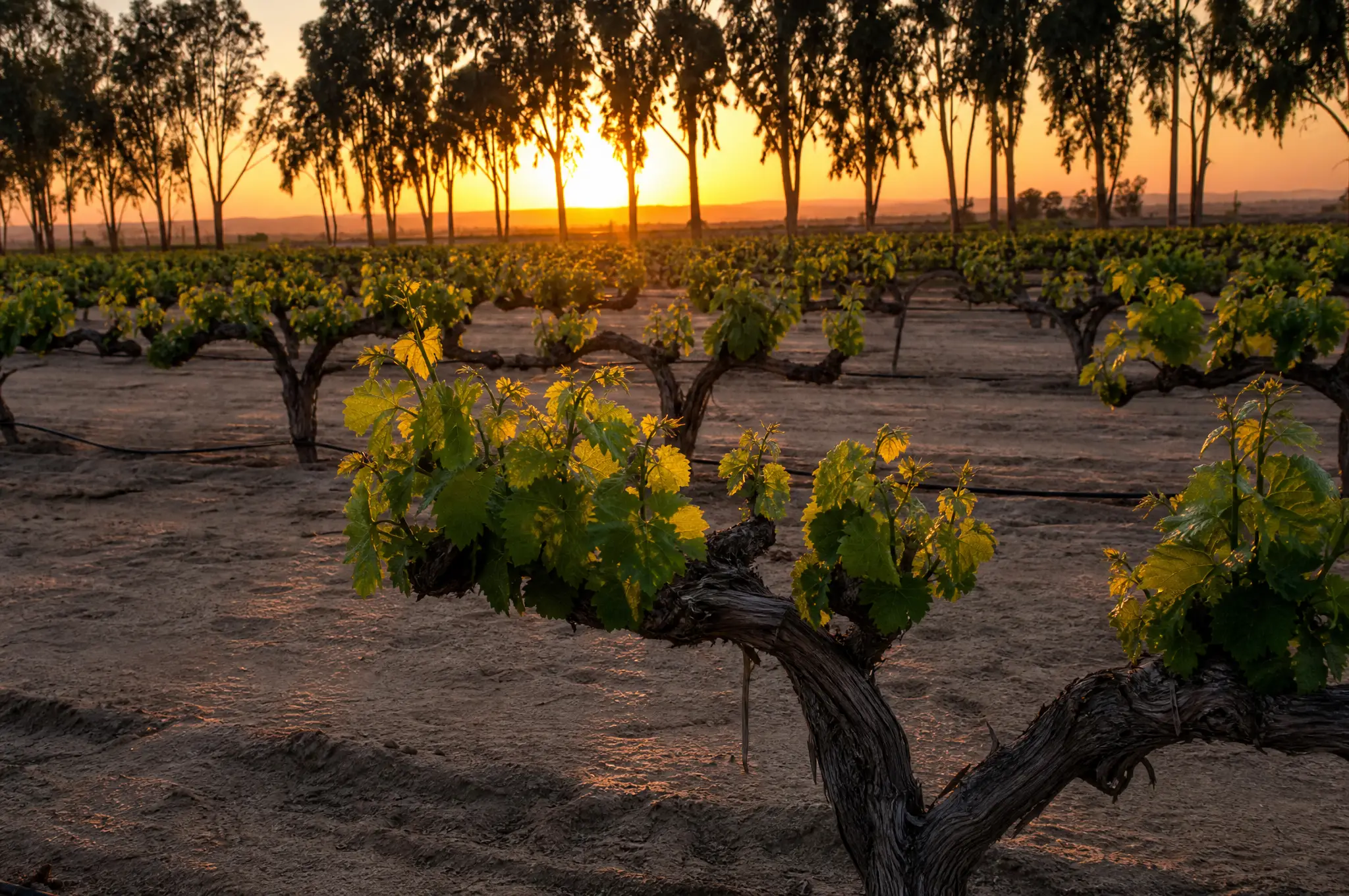 Lodi Estate, Lodi