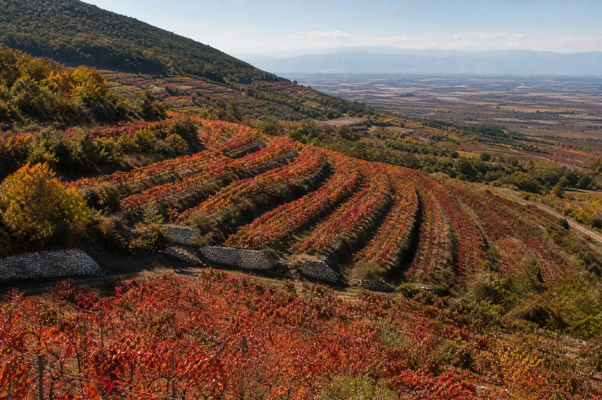 Naoussa Estate