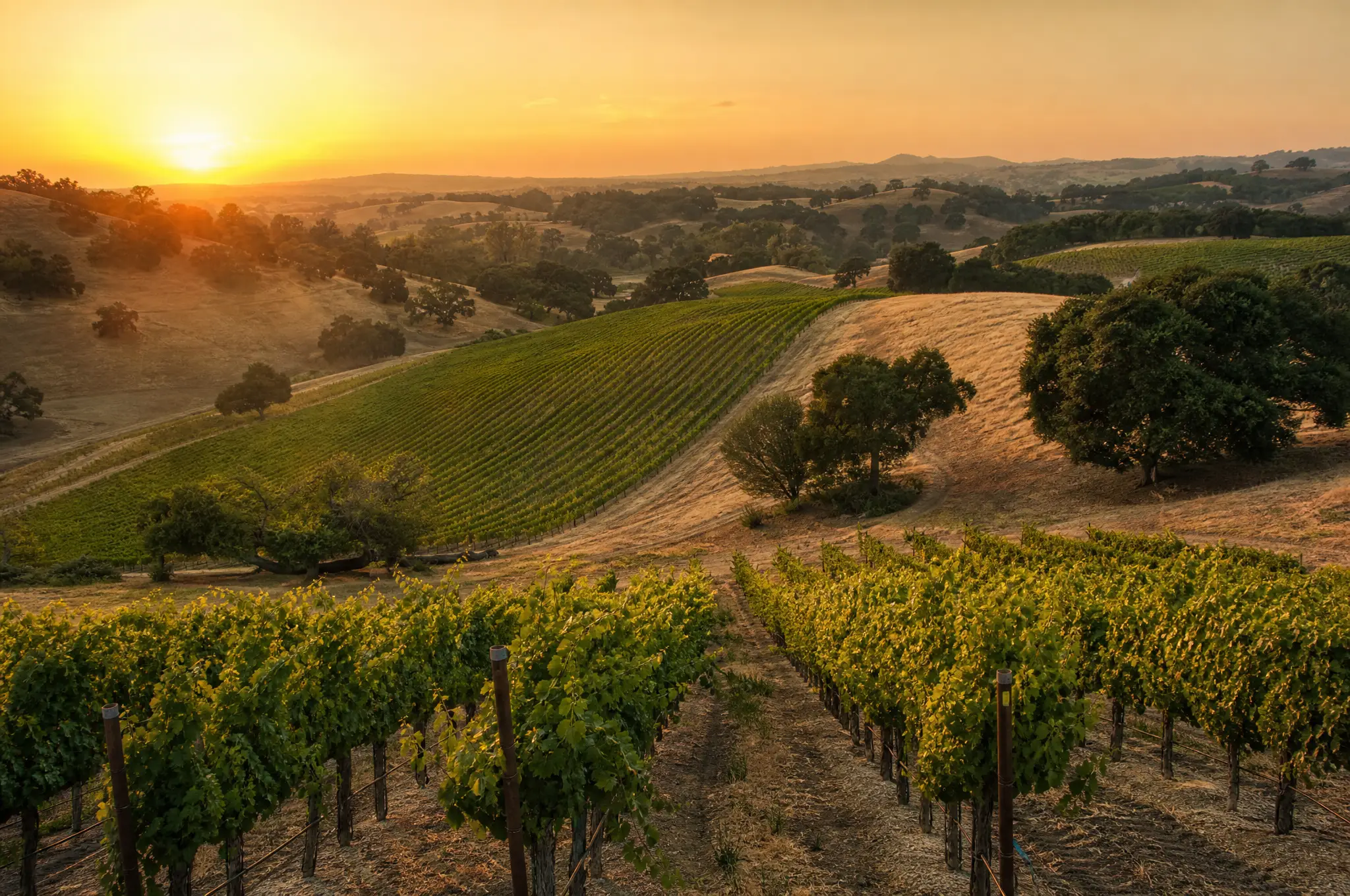 Paso Robles Estate