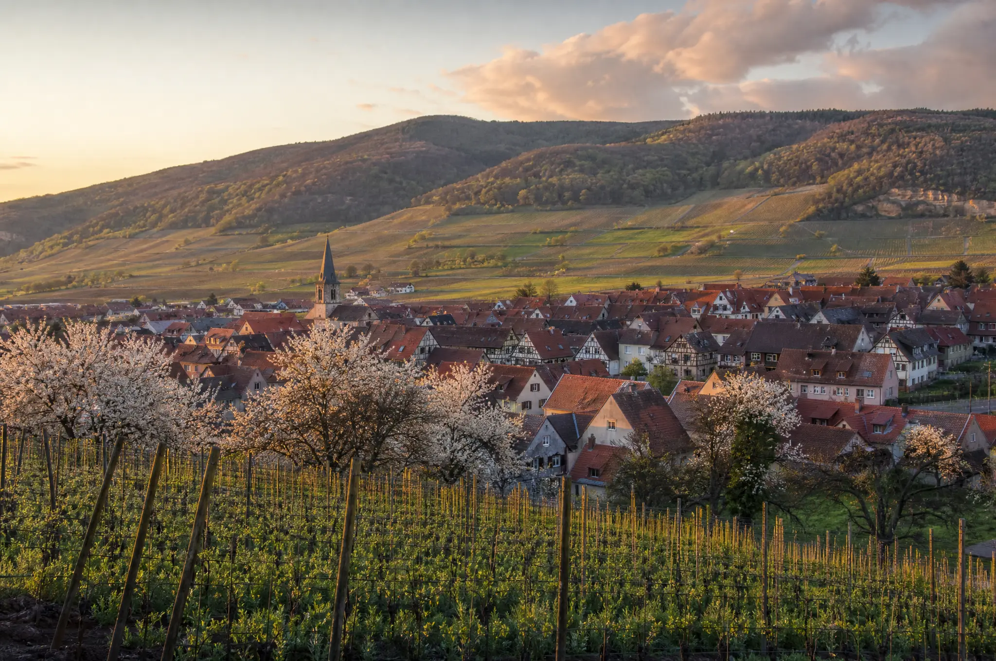 Pfalz Estate, Pfalz
