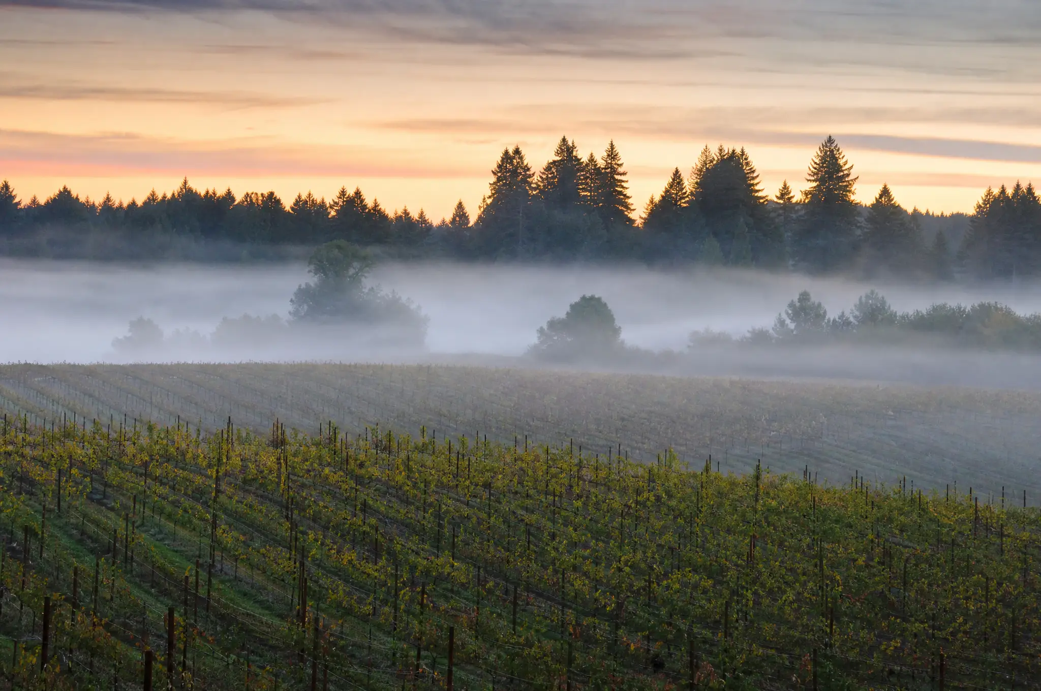 Russian River Valley Estate, Russian River Valley