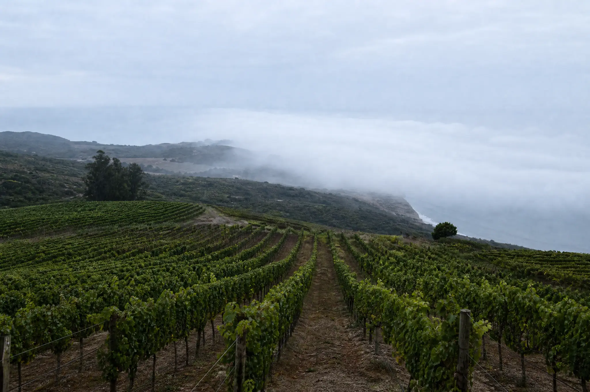 Leyda Valley Estate, Leyda Valley