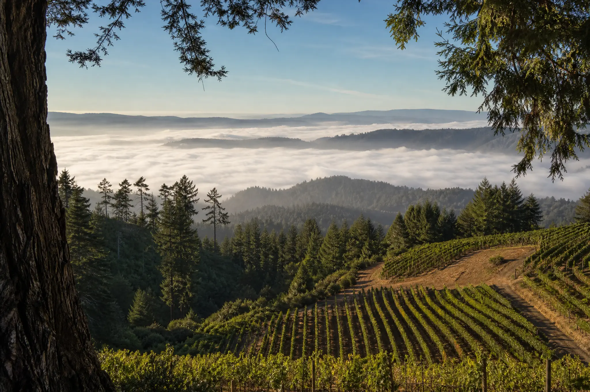 Santa Cruz Mountains Estate, Santa Cruz Mountains