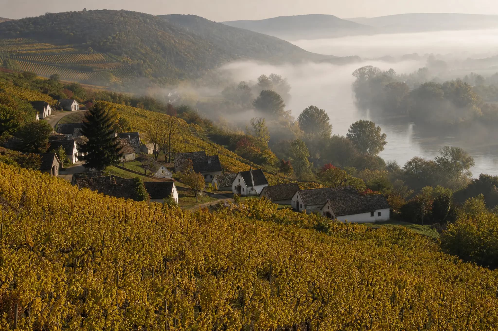 Tokaj Estate, Tokaj