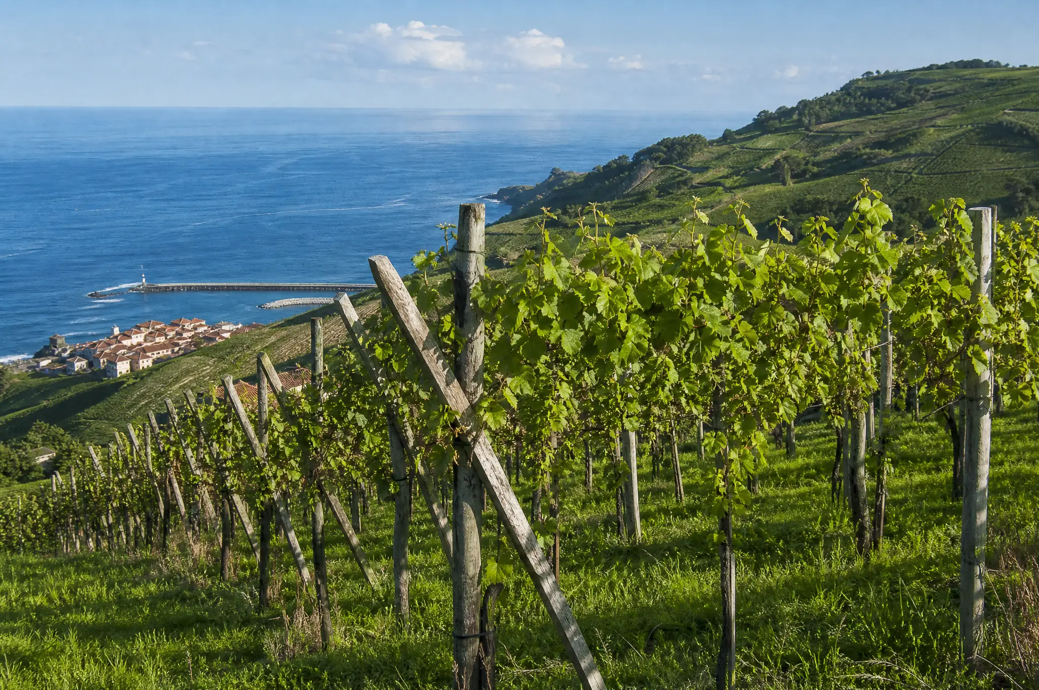 Getariako Txakolina Estate, Getariako Txakolina