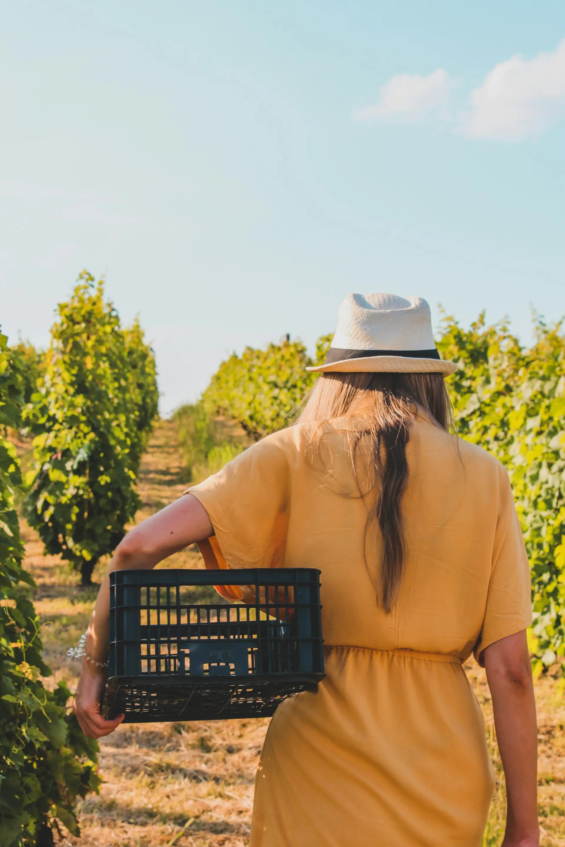 A vineyard row at dawn