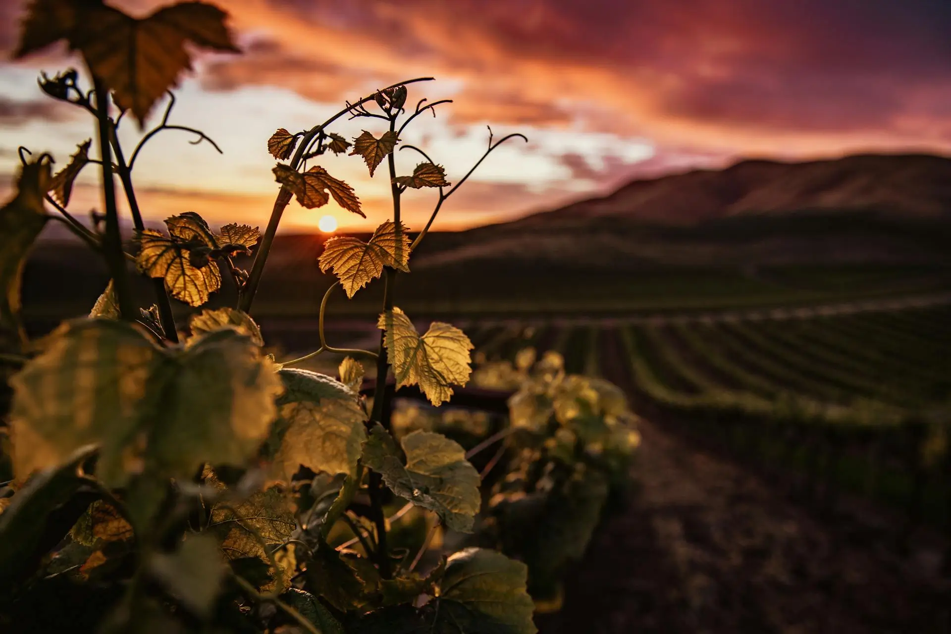 Rows of vines stretching to the hills at sunset