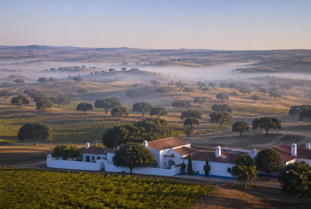 Antão Vaz Branco — Alentejo