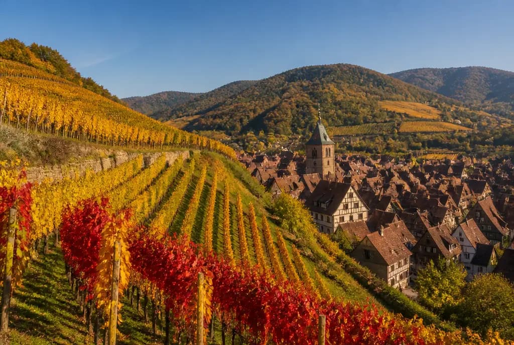 Pinot Gris β Alsace