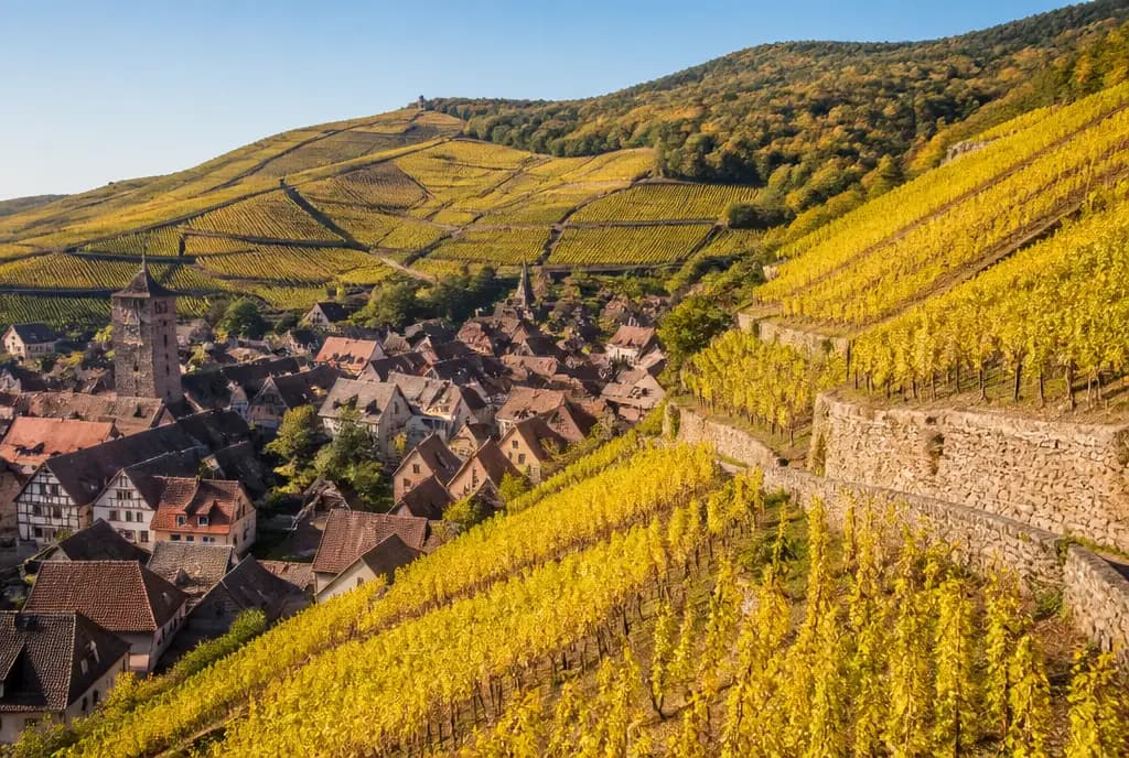 Alsace Riesling β Alsace