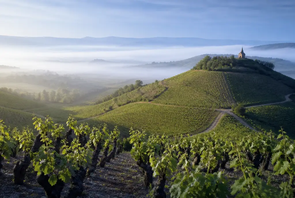 Fleurie Gamay — Beaujolais Crus