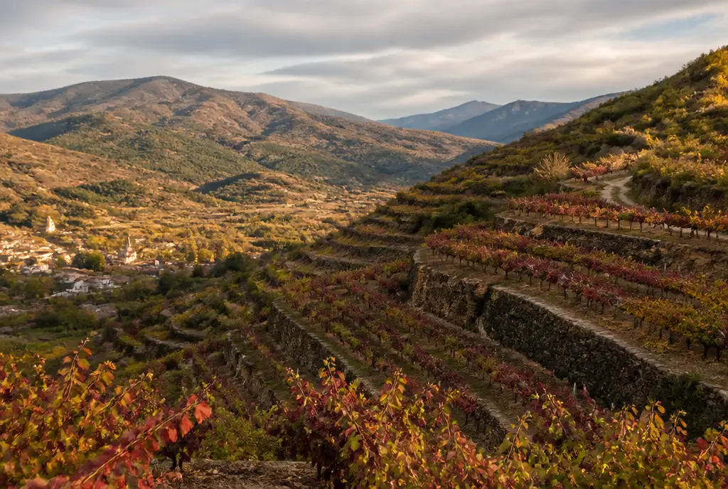 Bierzo Godello — Bierzo