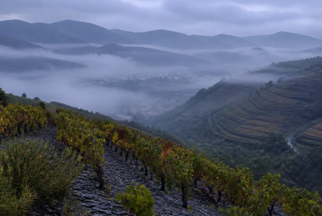 Slate-Slope Old-Vine Mencía — Bierzo