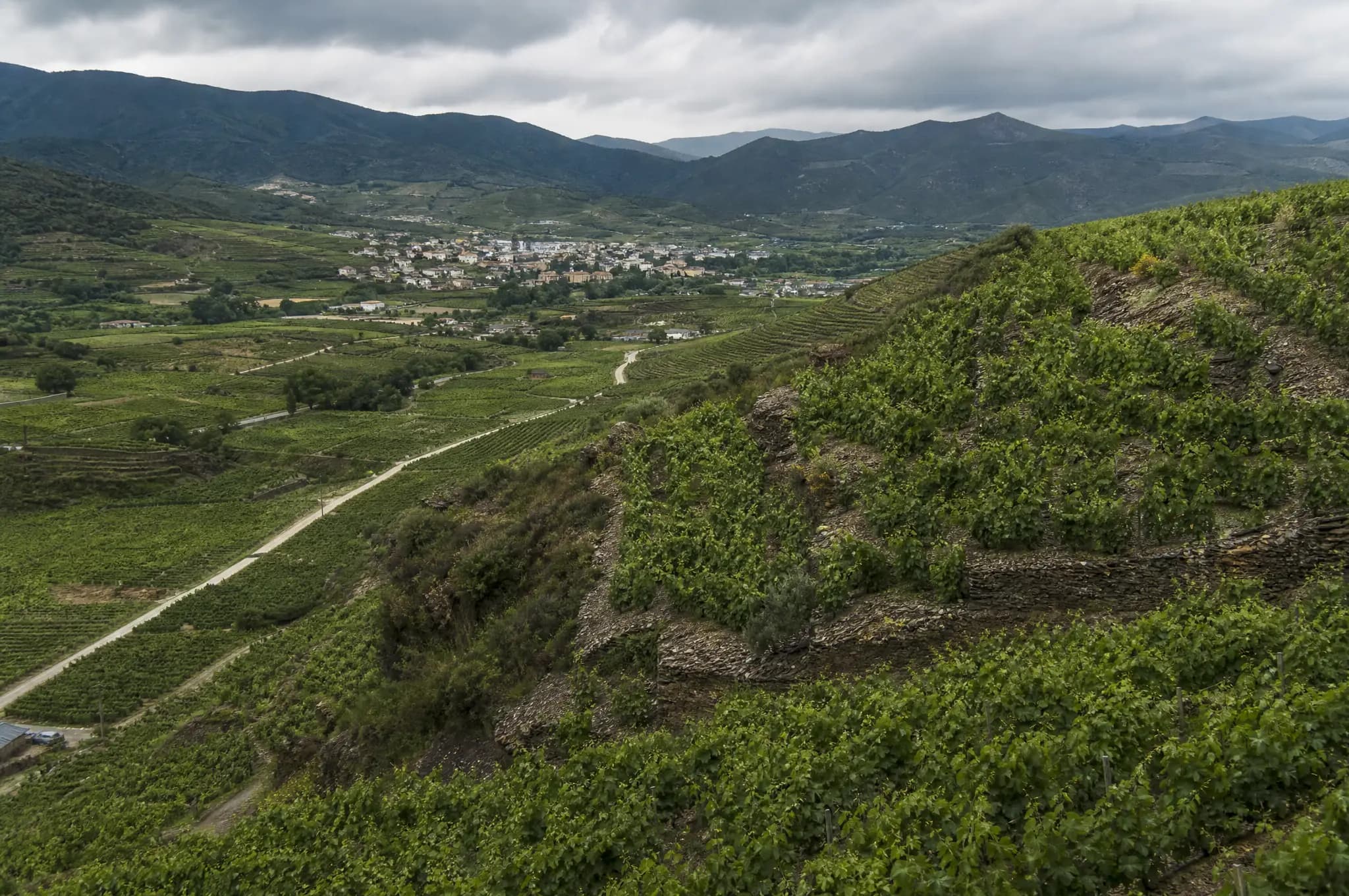 Bierzo Mencía — Bierzo
