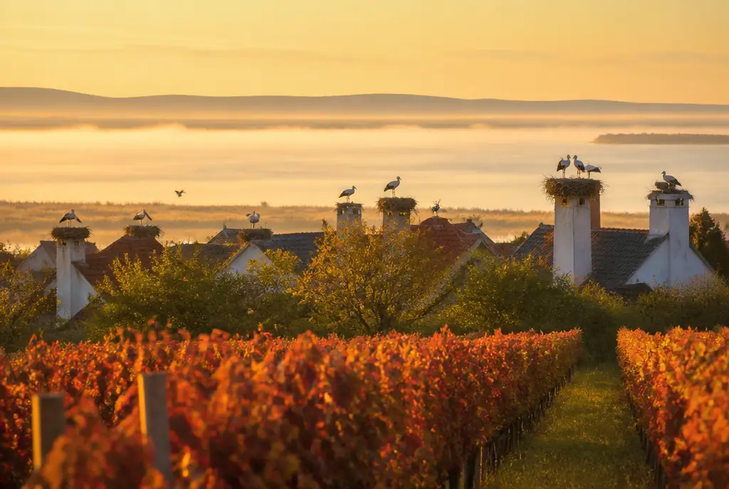 Ruster Ausbruch Sweet — Burgenland