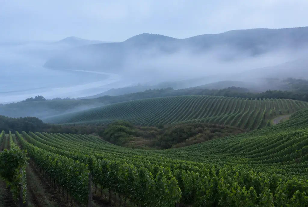 Coastal Pinot Noir — Casablanca Valley