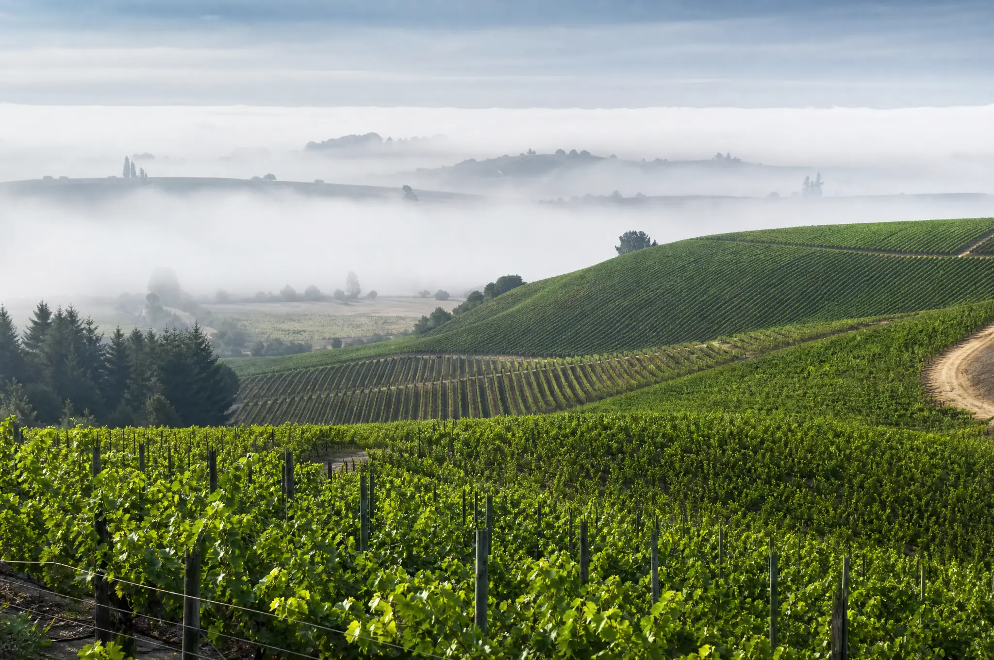 Casablanca Sauvignon Blanc — Casablanca Valley
