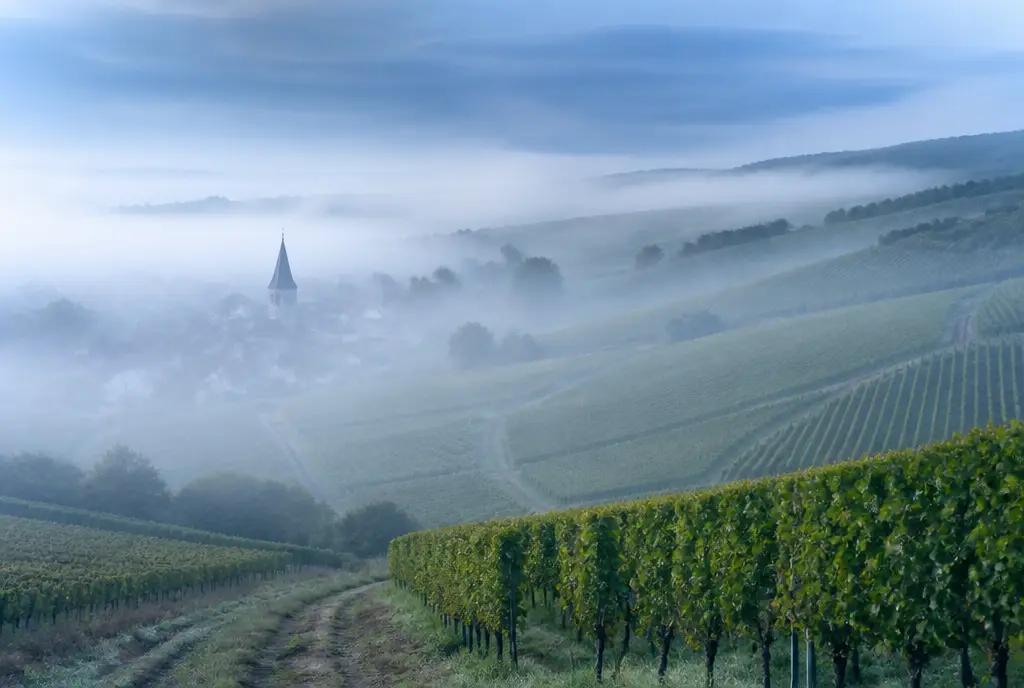 Brut Tradition — Champagne