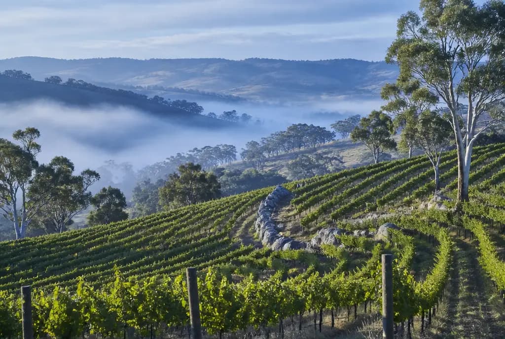 Watervale Riesling, Single Block — Clare Valley