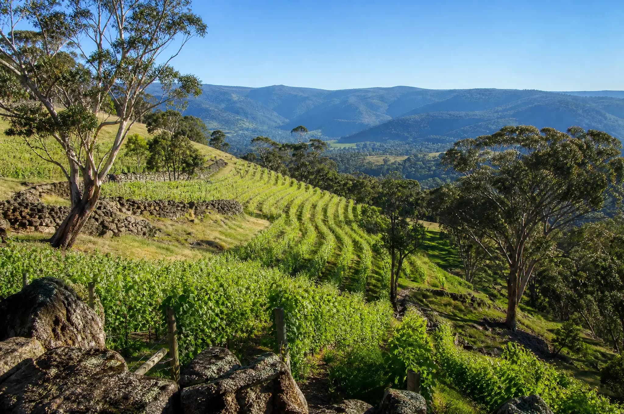 Clare Valley Estate