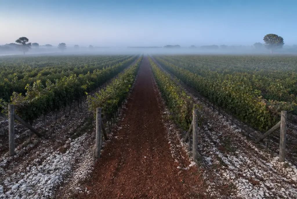Terra Rossa Cabernet–Shiraz — Coonawarra