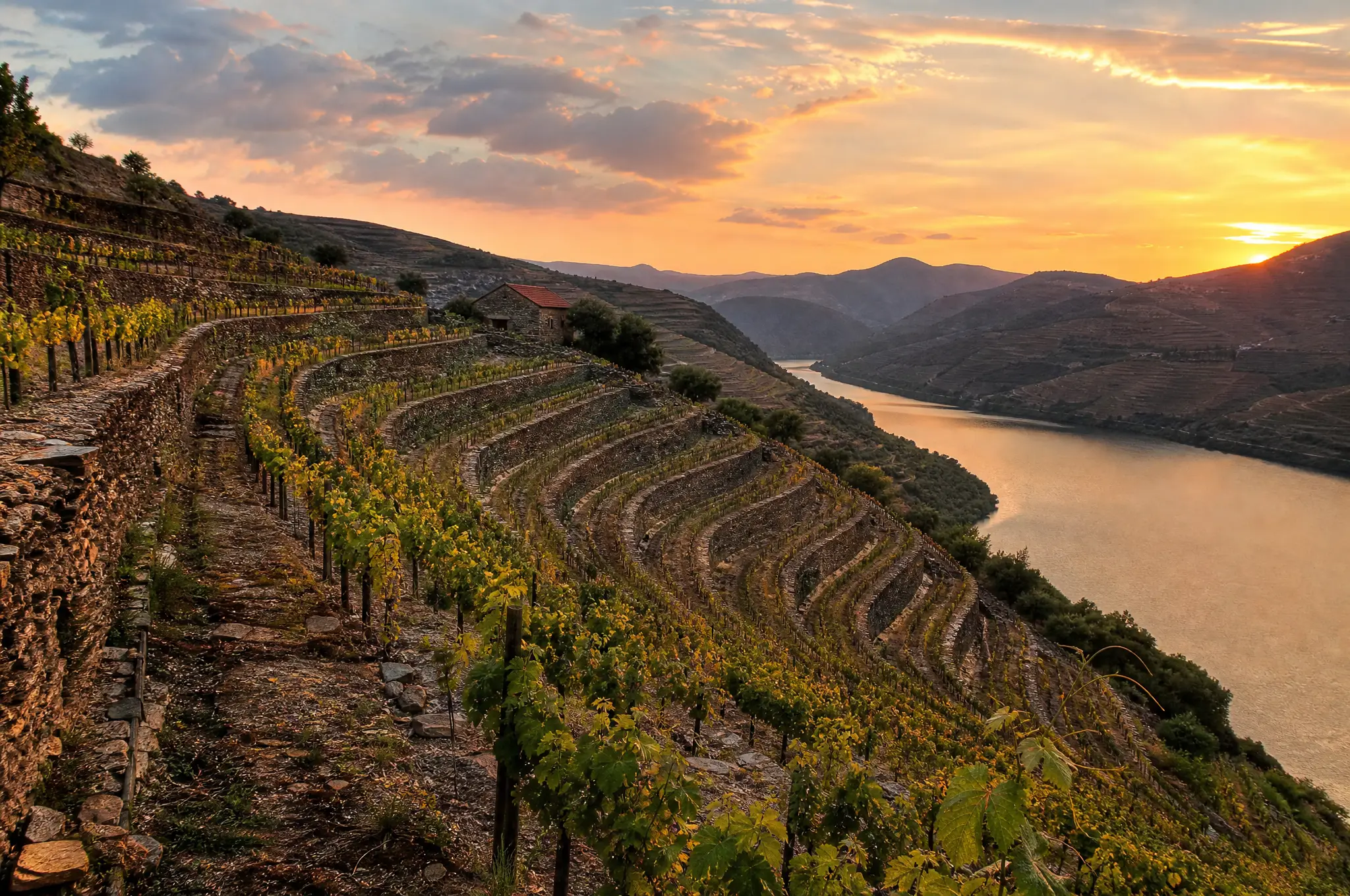 Douro Red Field Blend — Douro Valley