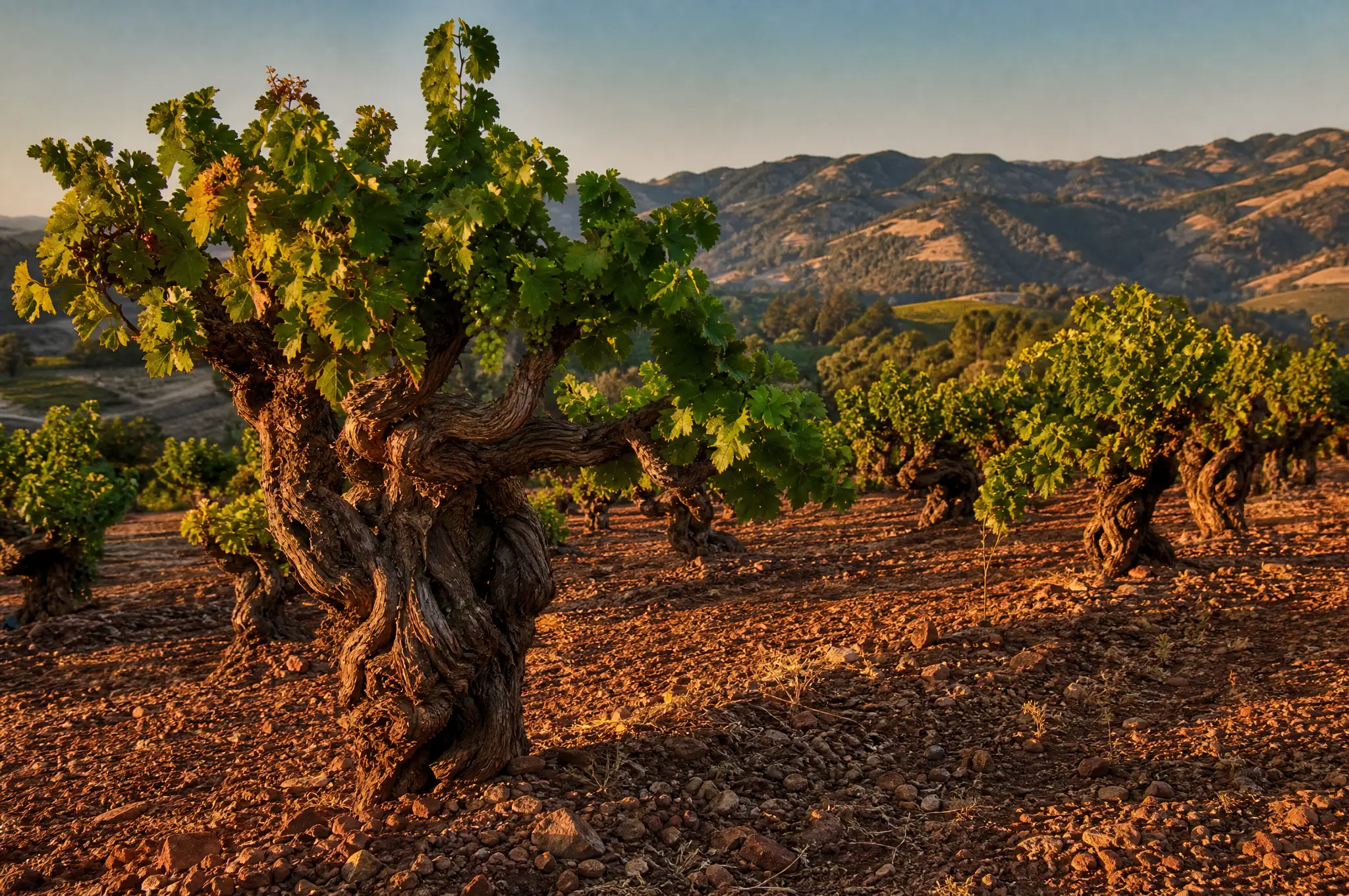 Old-Vine Zinfandel — Dry Creek Valley