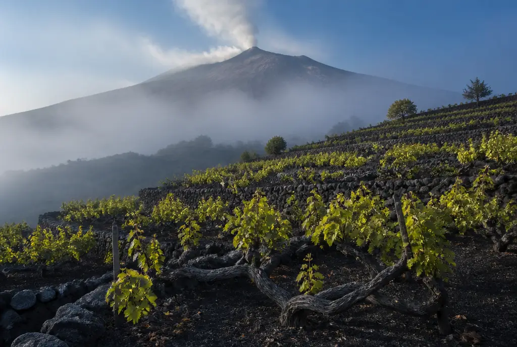 Etna Bianco DOC — Etna