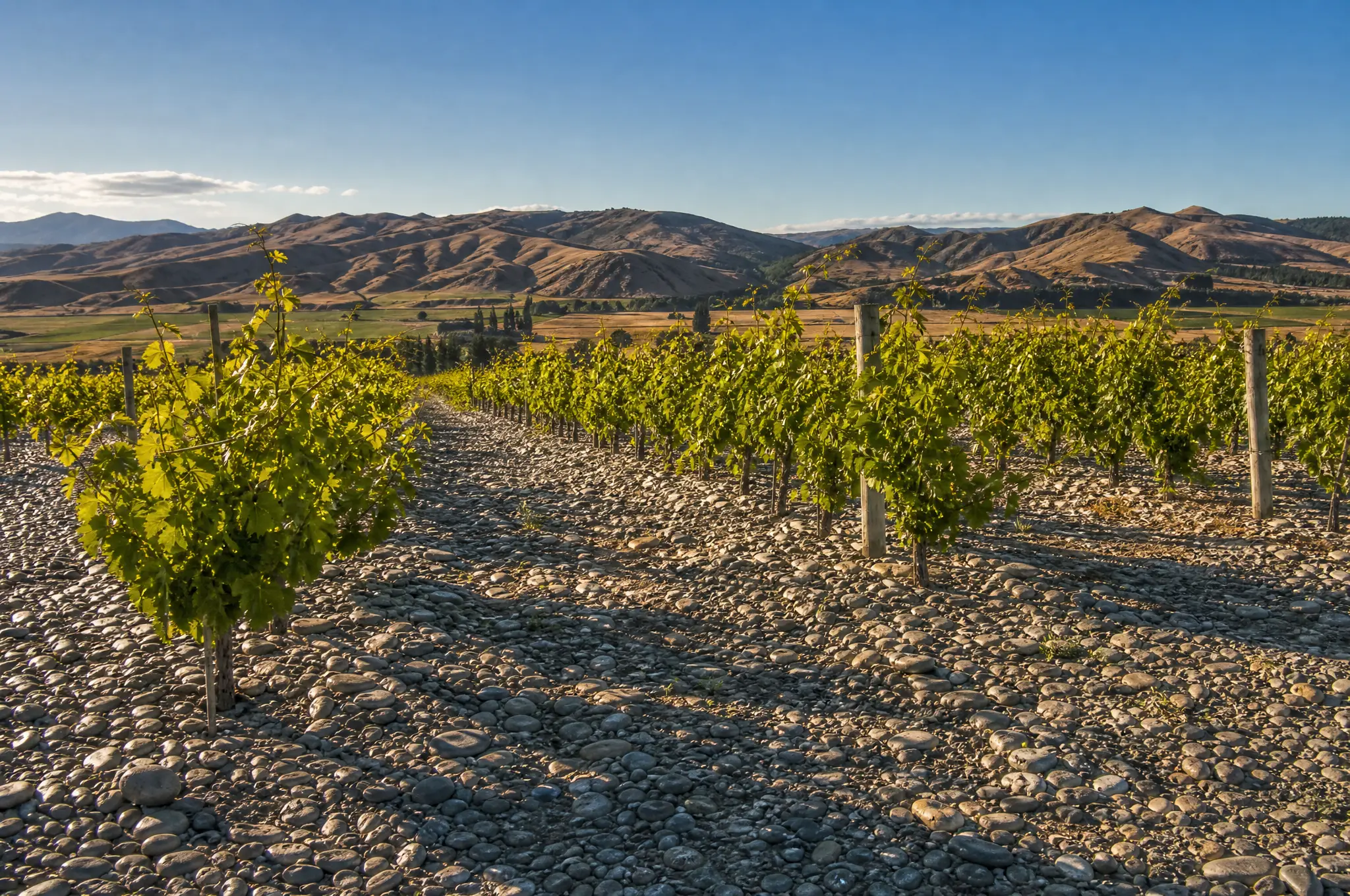 Gimblett Gravels Syrah — Hawke's Bay