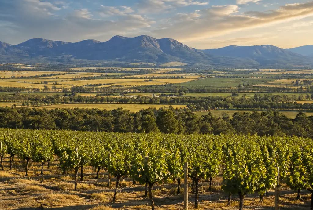 Hunter Valley Semillon — Hunter Valley