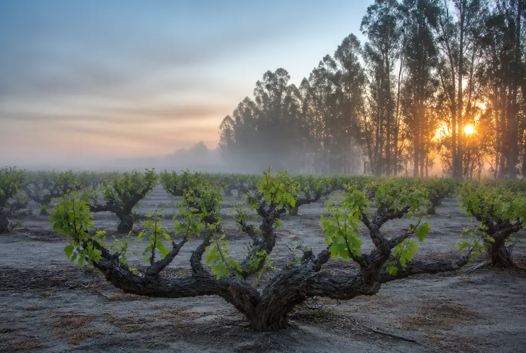 Lodi Tempranillo β Lodi