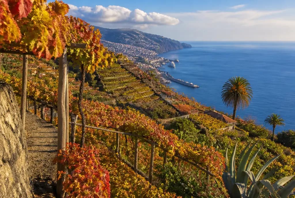 Malmsey (Rich Sweet) — Madeira