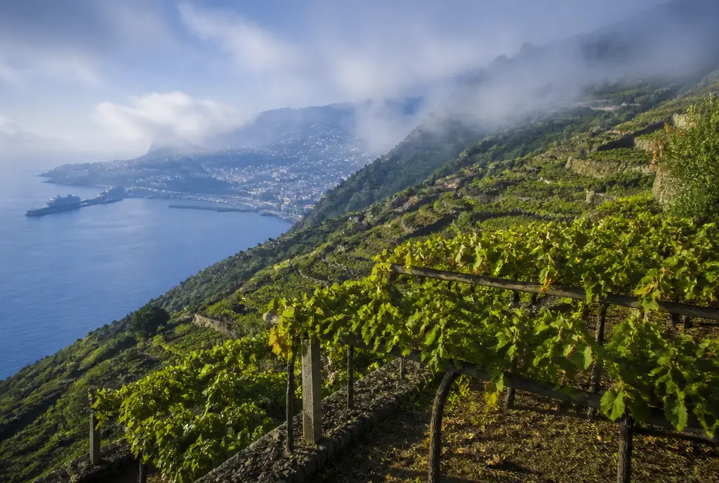 Verdelho (Medium-Dry) — Madeira