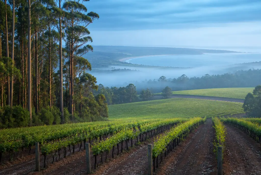 Wilyabrup Cabernet–Merlot Blend — Margaret River