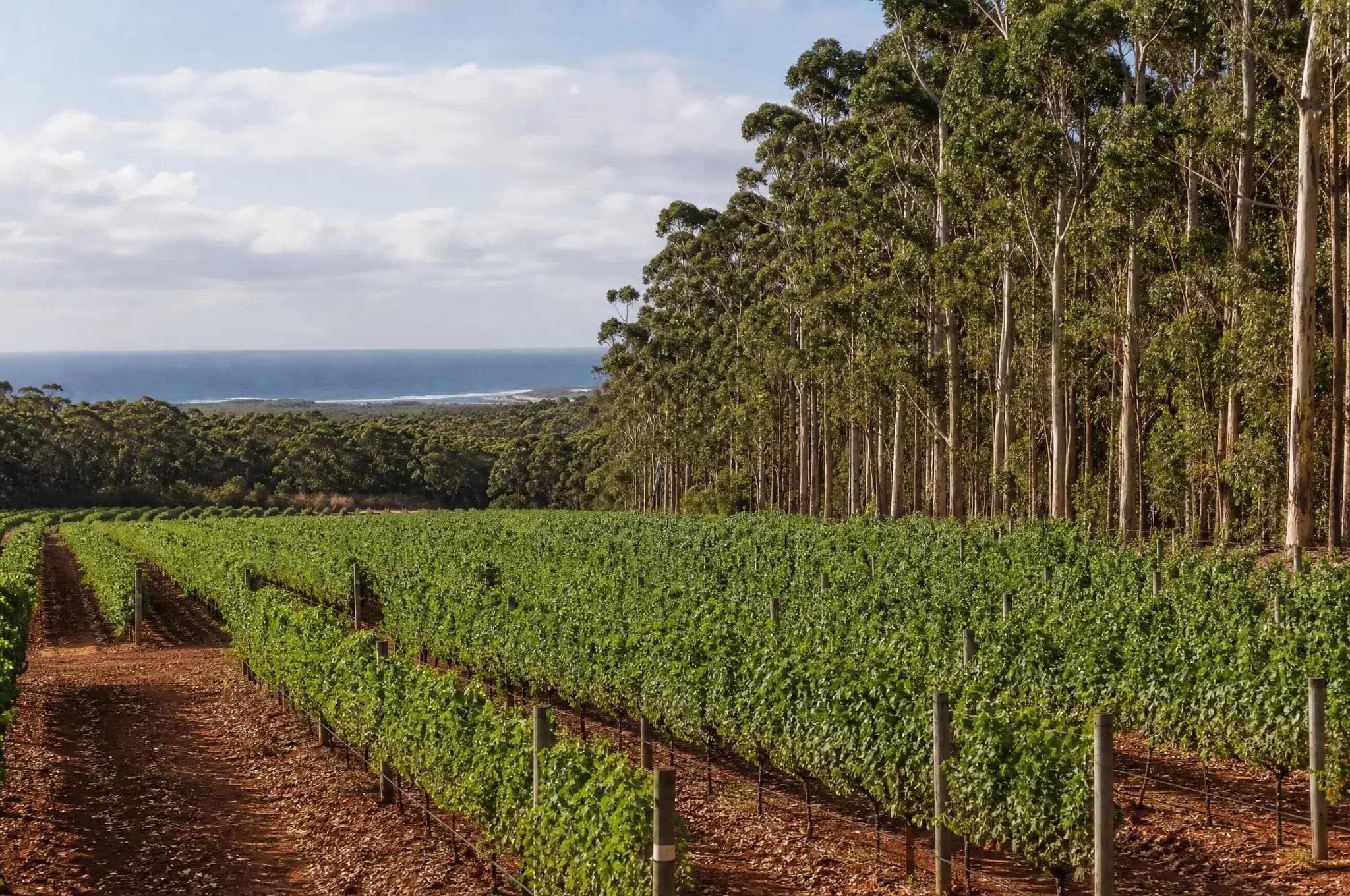 Margaret River Cabernet Sauvignon — Margaret River