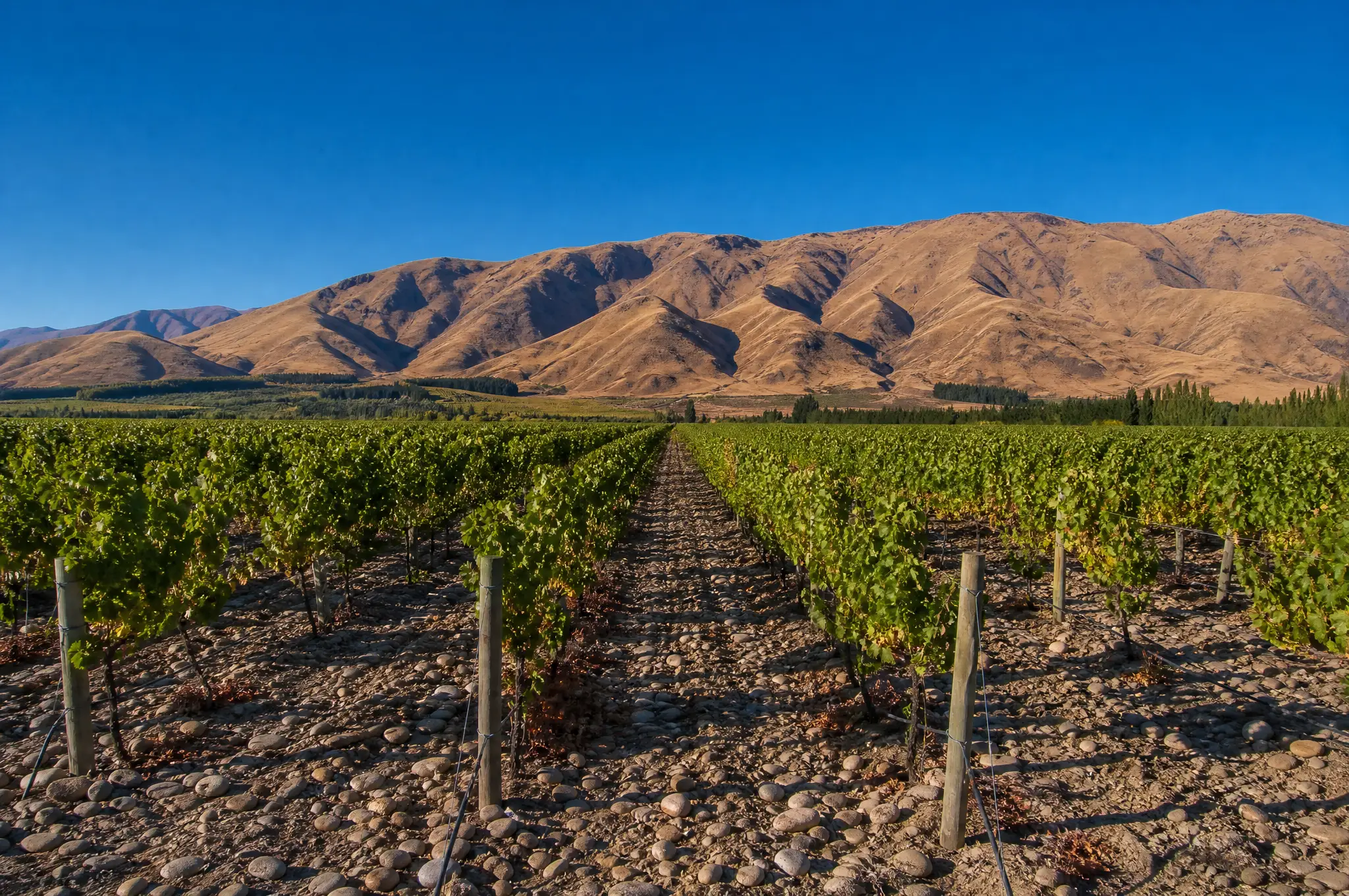 Marlborough Sauvignon Blanc — Marlborough