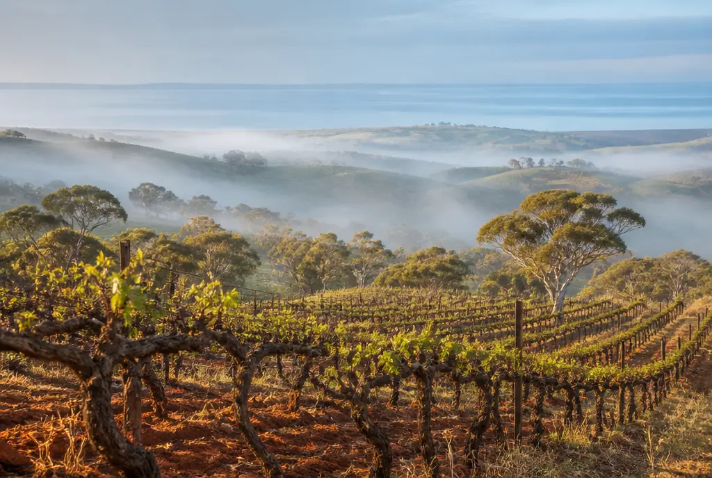 Old-Vine Grenache — McLaren Vale
