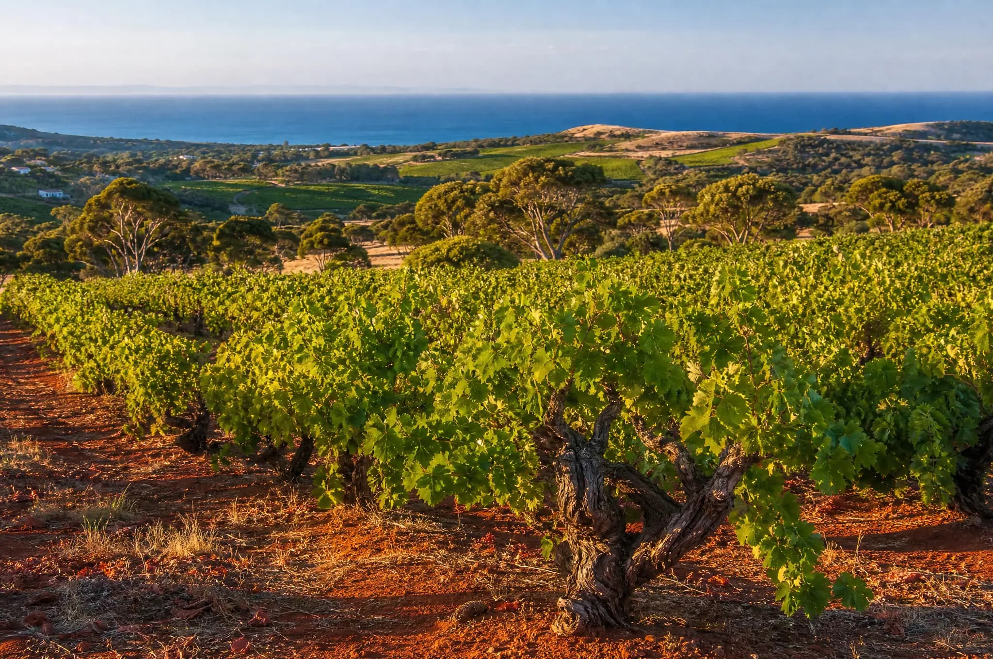 McLaren Vale Shiraz — McLaren Vale