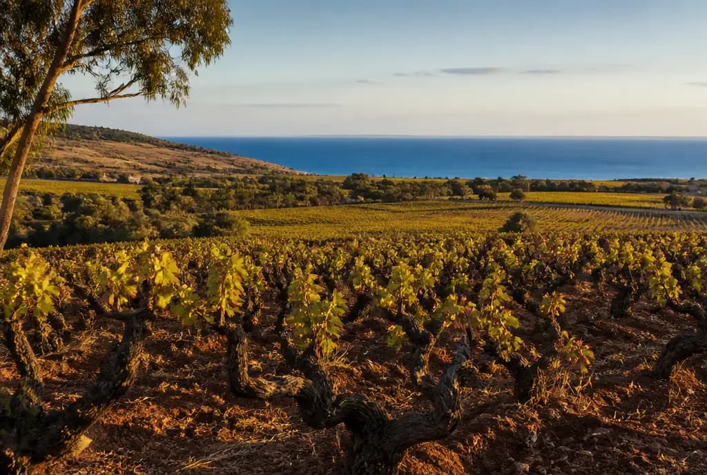 McLaren Vale Shiraz — McLaren Vale