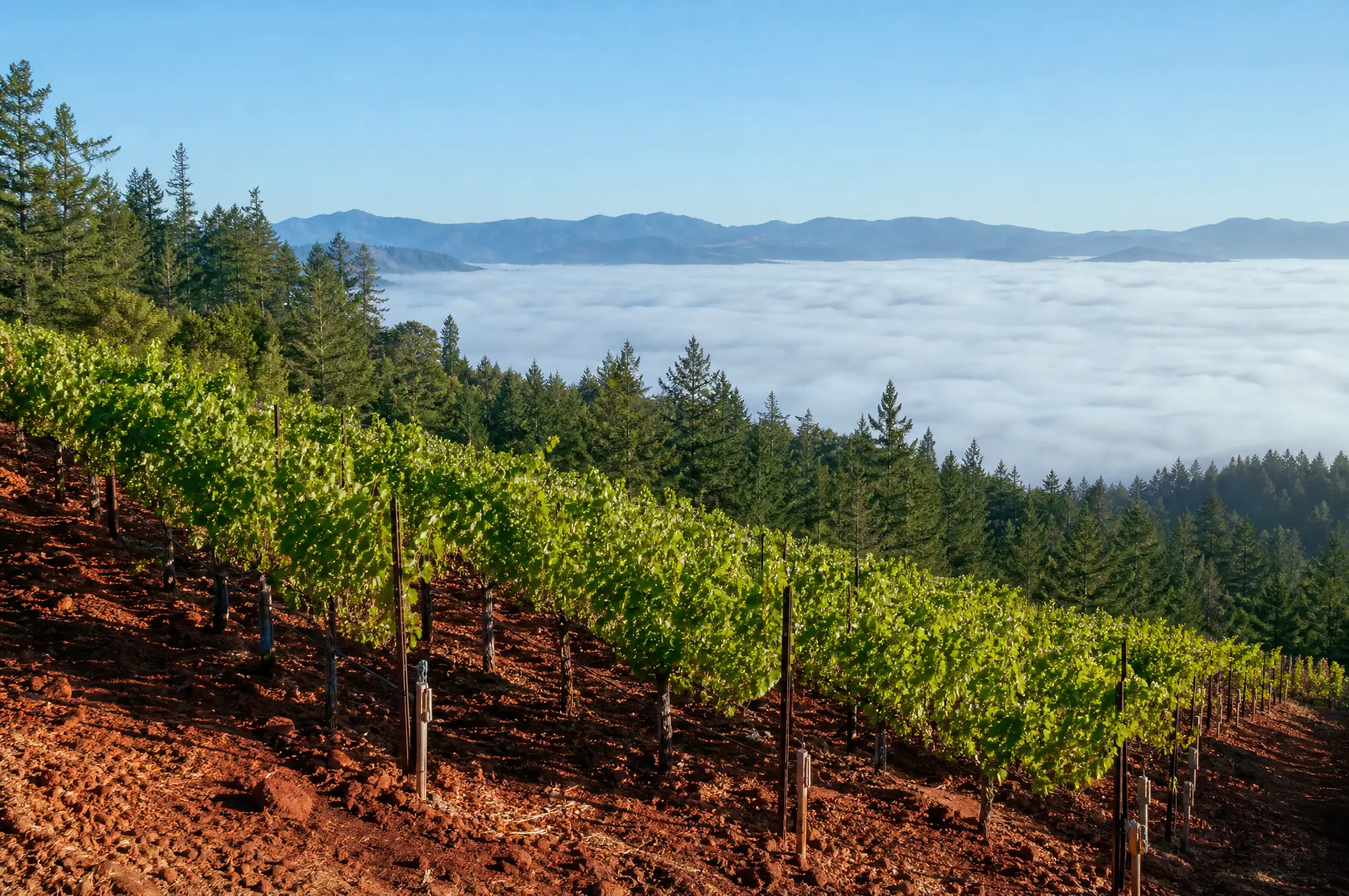 Howell Mountain Cabernet Sauvignon — Howell Mountain
