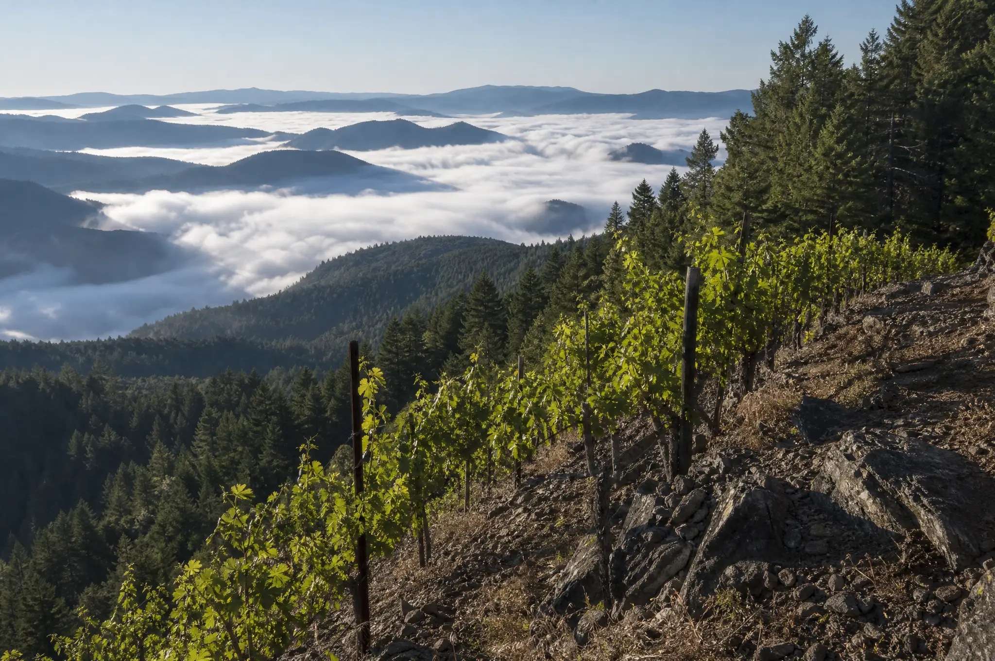 Mount Veeder Estate