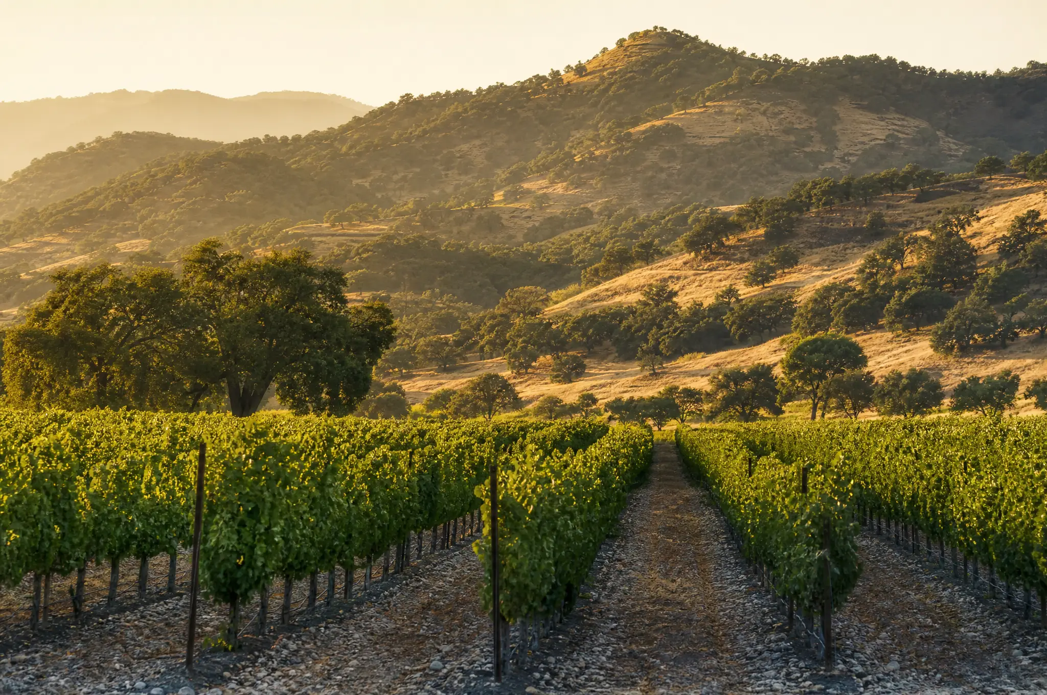 Oakville Cabernet Sauvignon — Oakville
