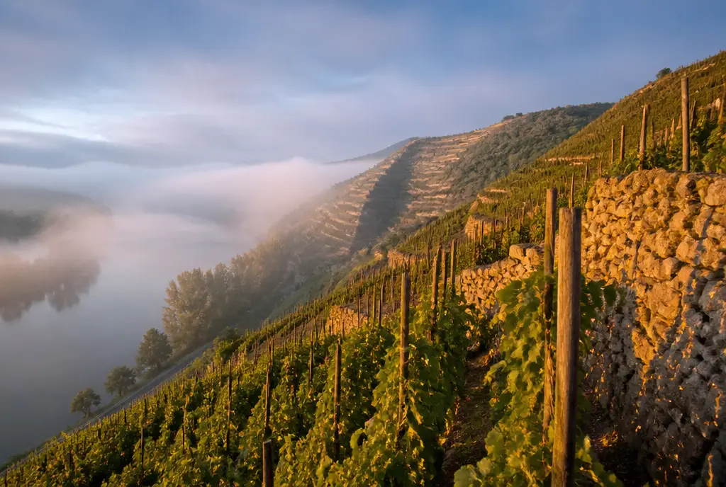 Hermitage Syrah — Côte-Rôtie & Hermitage